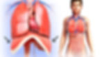 Diaphragm