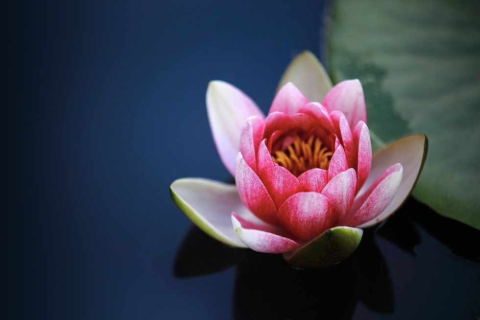 water-lilies-1825477_1920.jpeg