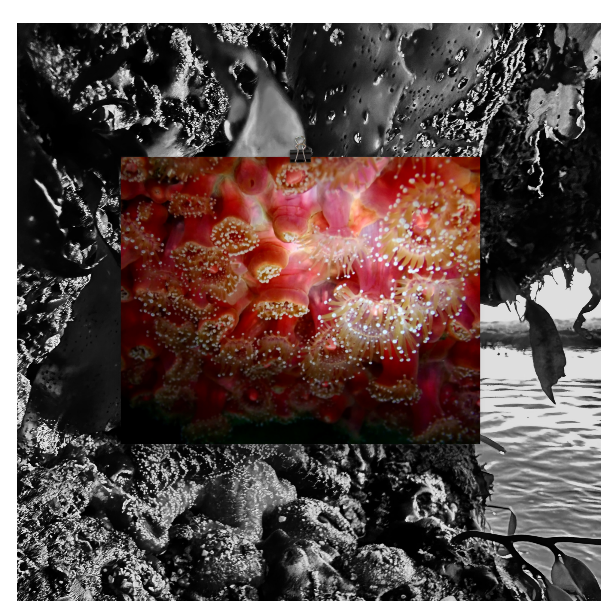 strawberry fields forever- photo paper poster