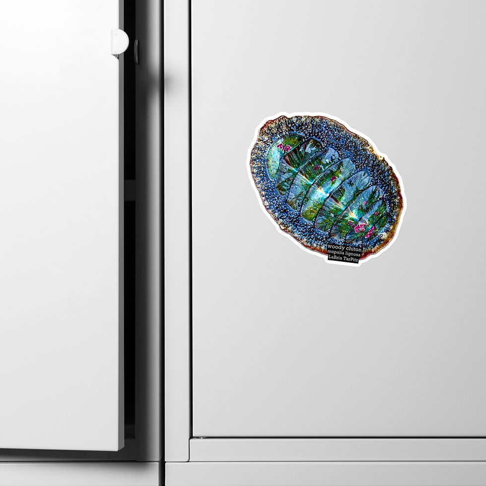 teal & pink woody chiton magnet