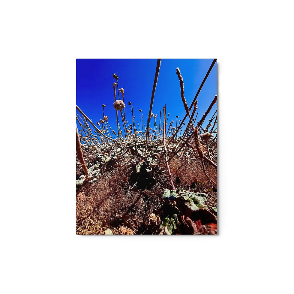 mystery burrow metal print