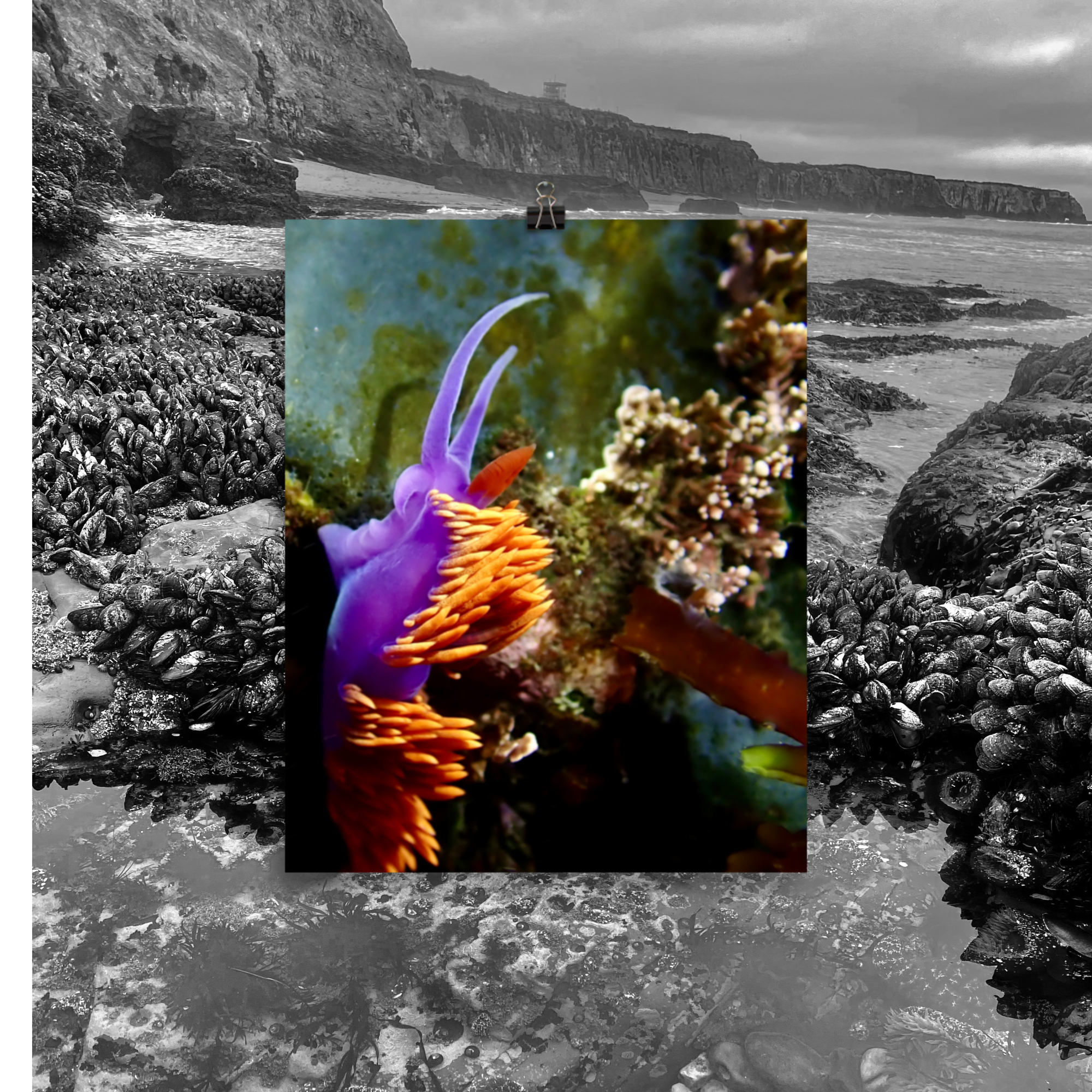 spanish shawl nudi- Photo paper poster