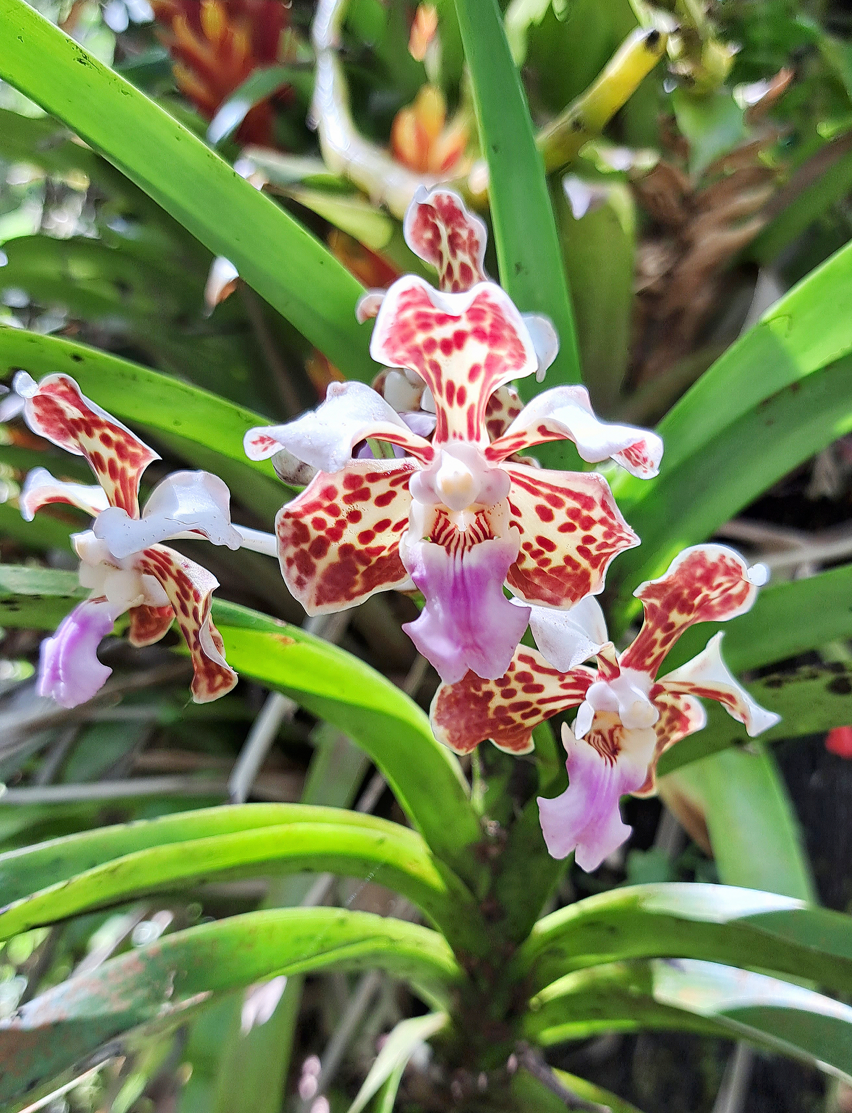 Piton de la Fournaise
