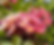 poz lagon fleurs_edited_edited (1).png