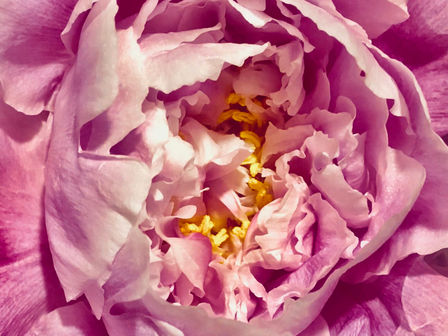 The Breath, The Fragrance of Truth