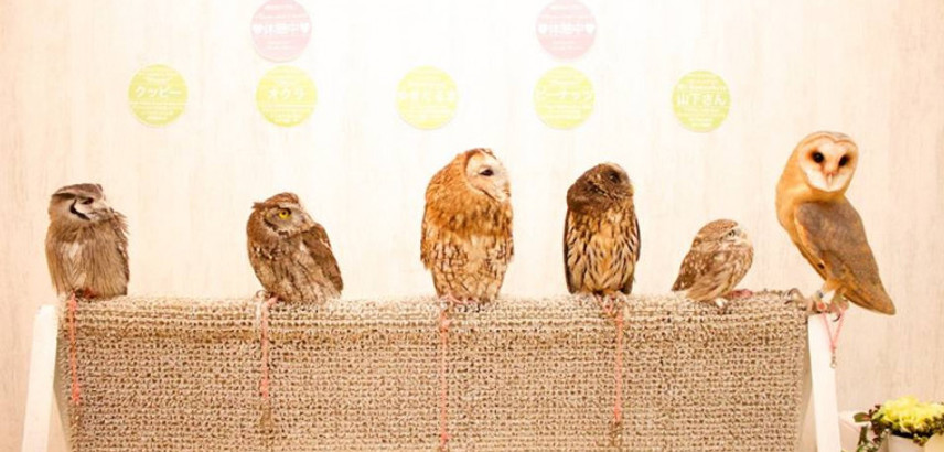 AKIBA-FUKUROU-owl-cafe-tokyo-must-do-add