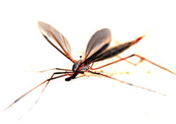 25539e89185e5e1822c541a5fdf5cca7