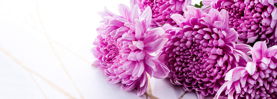 菊の花