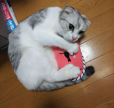 ニャンコ大好き