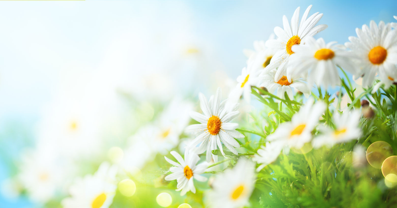 カモミールの花