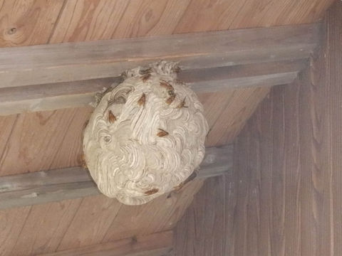 神社の軒先のキイロスズメバチの巣