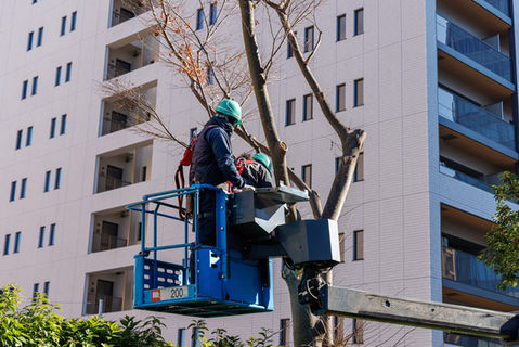 剪定作業