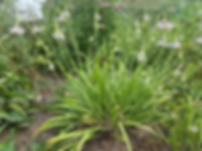 Allium cernuum - Nodding pink onion