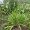 Thumbnail: Allium cernuum - Nodding pink onion