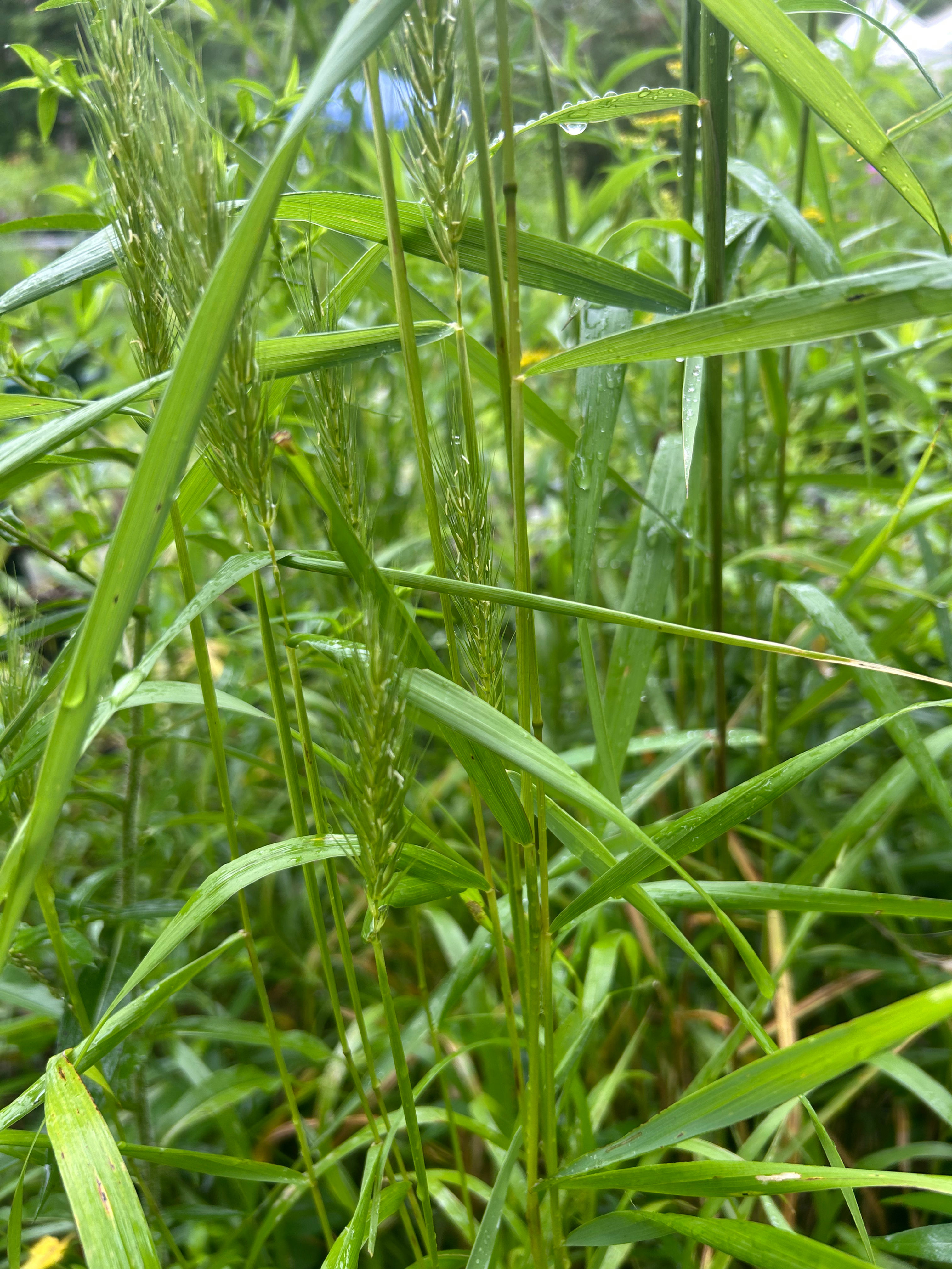 Elymus virginicus – Virginia Wild Rye