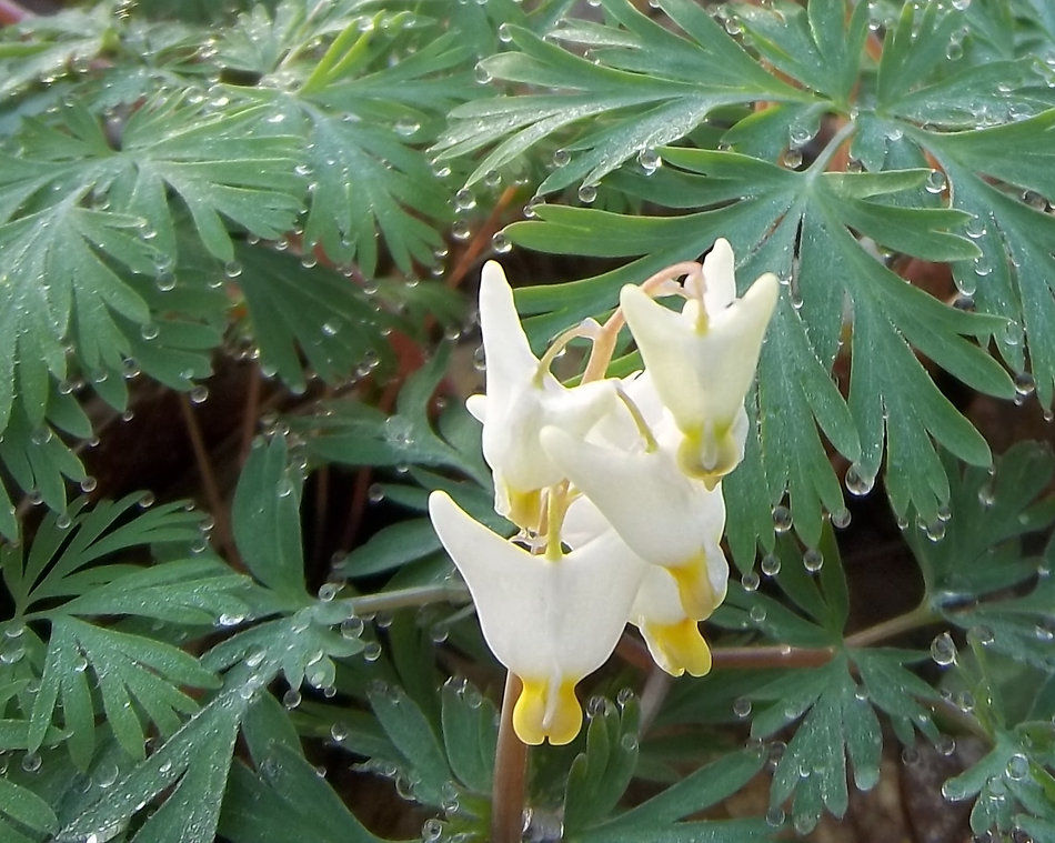 Dutchman's Breeches