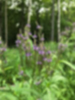blue vervain