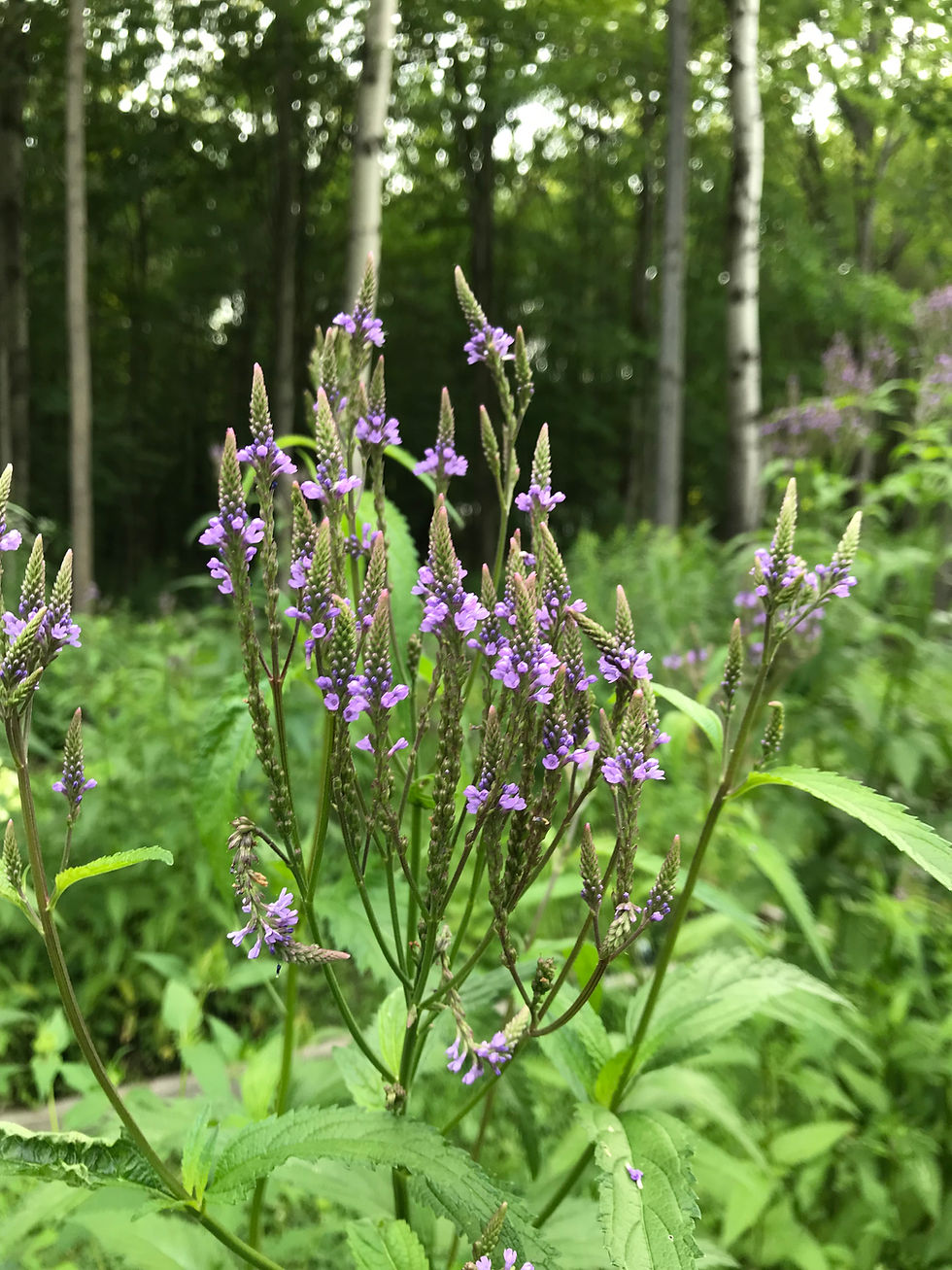 blue vervain