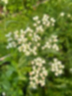 quinine