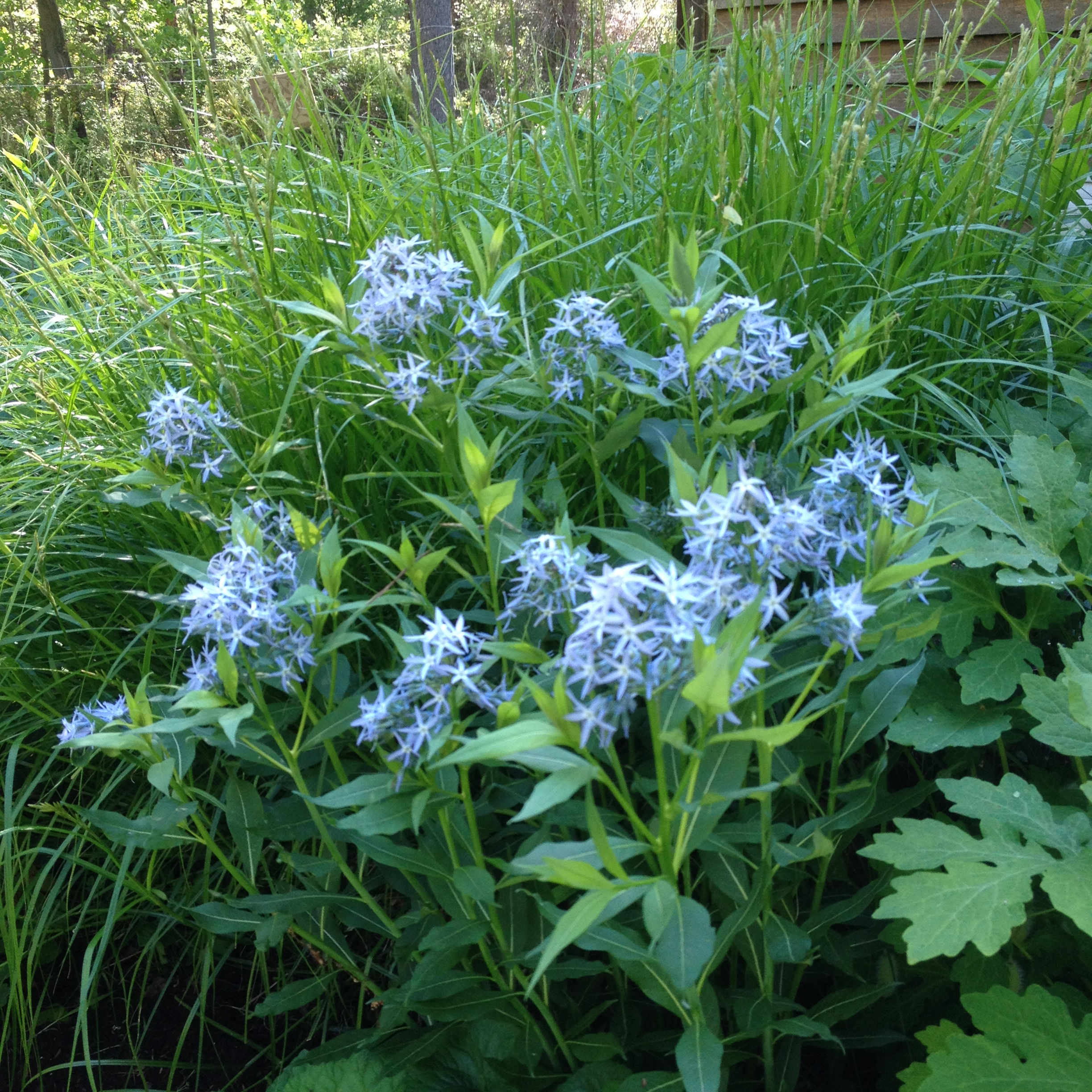 Wet/Moist Pollinator Garden