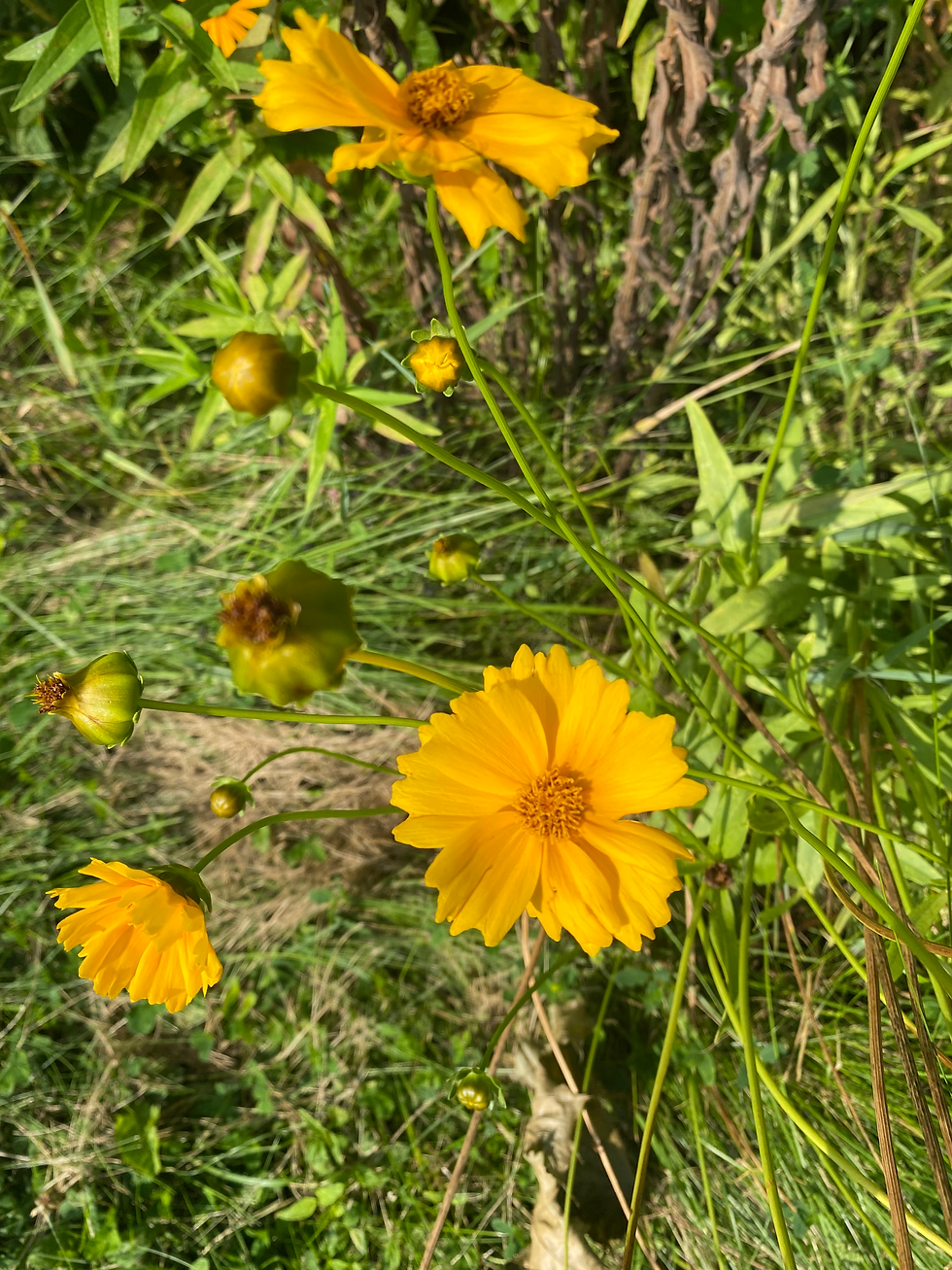 Thumbnail: Coreopsis lanceolata -Lanceleaf Coreopsis