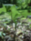 jack in the pulpit