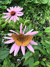 purple cone flowe and butterfly 2.jpg