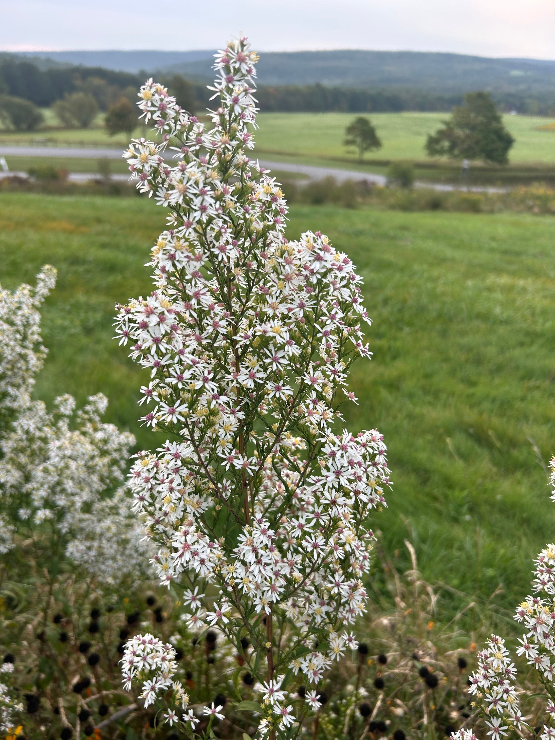 Symphyotrichum urophyllum - White Arrowleaf Aster