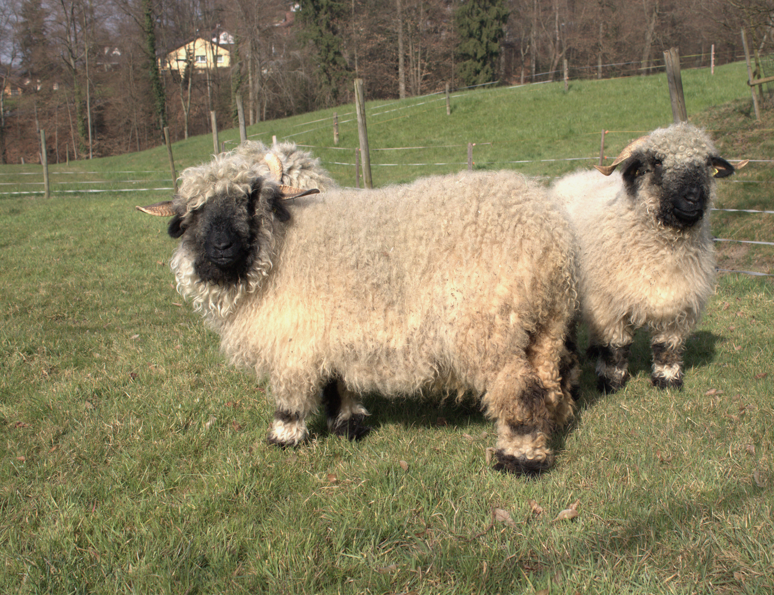 zwei Schaf_edited_edited.png