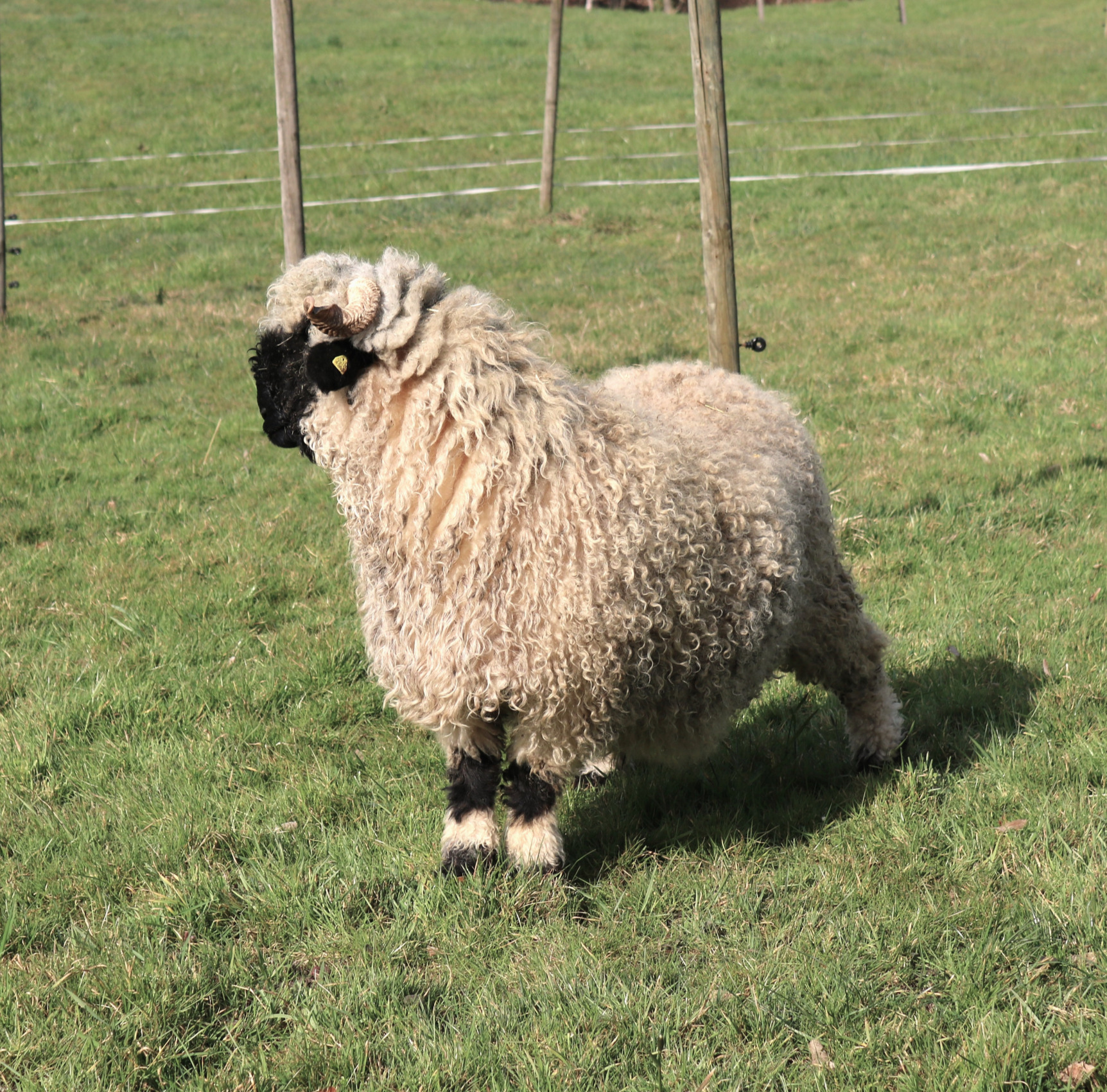 männliches Schaf_edited.jpg