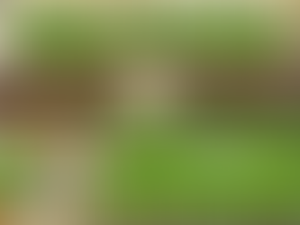 Hydroponics at Home: Your Urban Gardening Solution 