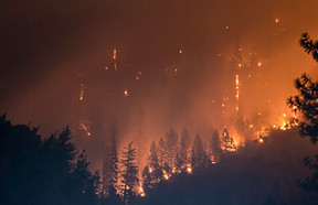 Feux de forêt