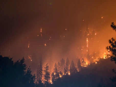 Current Methods of Forest Fire Prevention Don't Always Work