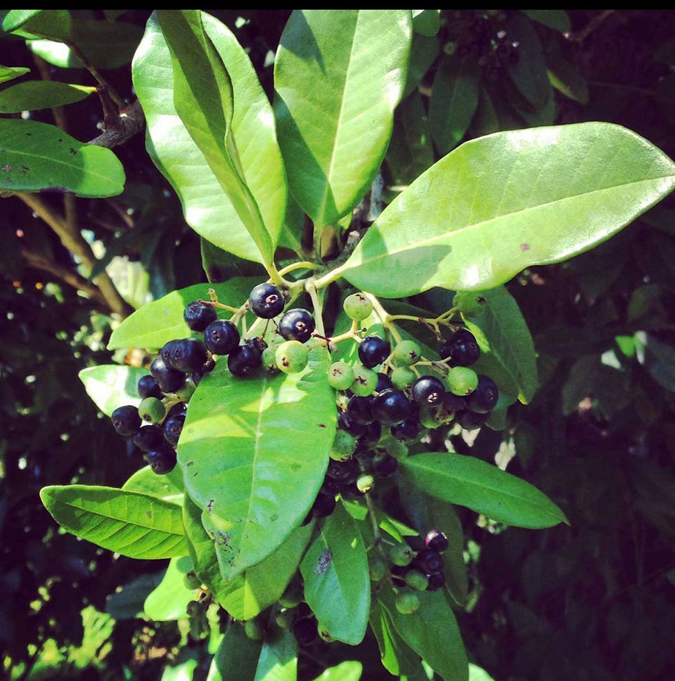 Jamaican Pimento/Allspice Oil: A Time-Tested Solution for Muscle and Joint Wellness