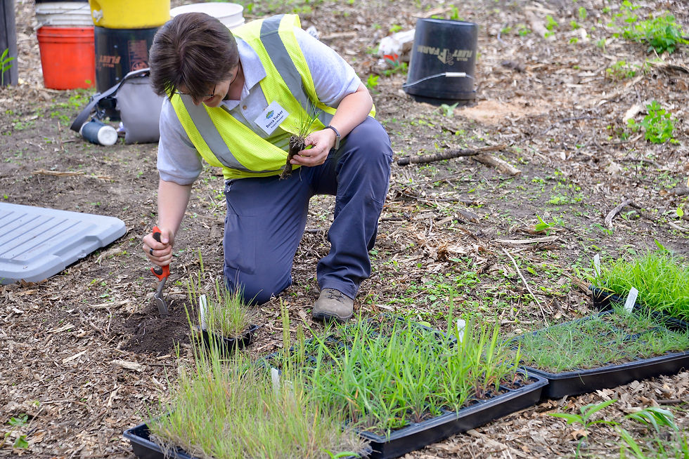 Becca planting plugs plugging.jpg