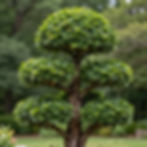 Green tiered topiary tree