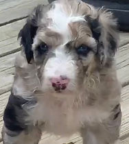 Shiloh