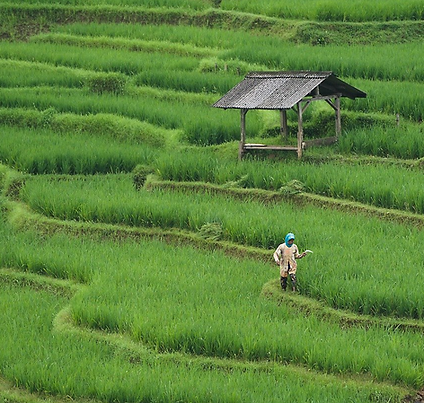 Cropped_Image (1).png