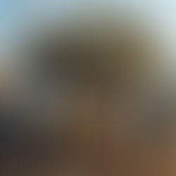 תהליך העתקת עצים: העברת עצי זית, מנגו ולימון