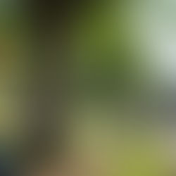 ניהול סיכוני עצים: כיצד לזהות עצים מסוכנים