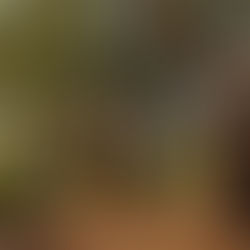 ניהול עצי אקליפטוס: יתרונות וחששות