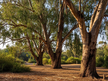 ניהול עצי אקליפטוס: יתרונות וחששות