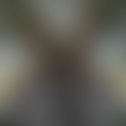 הערכת ערך אקולוגי של עצי מורשת