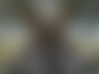 הערכת ערך אקולוגי של עצי מורשת