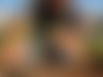 ניטור עצים מועתקים: מדריך טיפול בשנה הראשונה