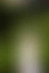 Garfield Park Conservatory Maternity Photography in Chicago, IL