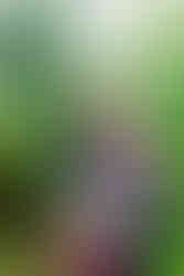 Family Photography at the Garfield Park Conservatory in Chicago, IL