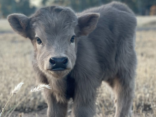 Recognizing and Treating Calf Scours: What We Wish We Had Known