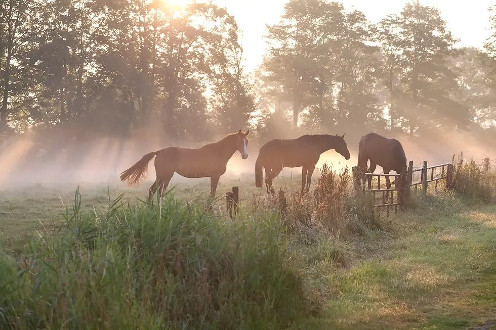 horses-in-misty-sunbeams-PB2SB8H.webp