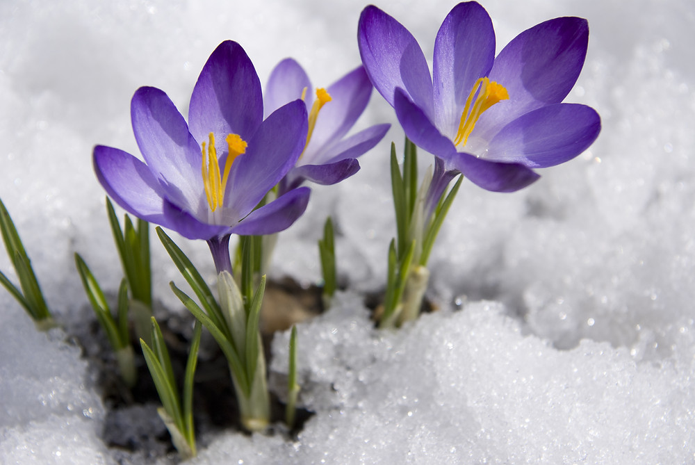 spring image
